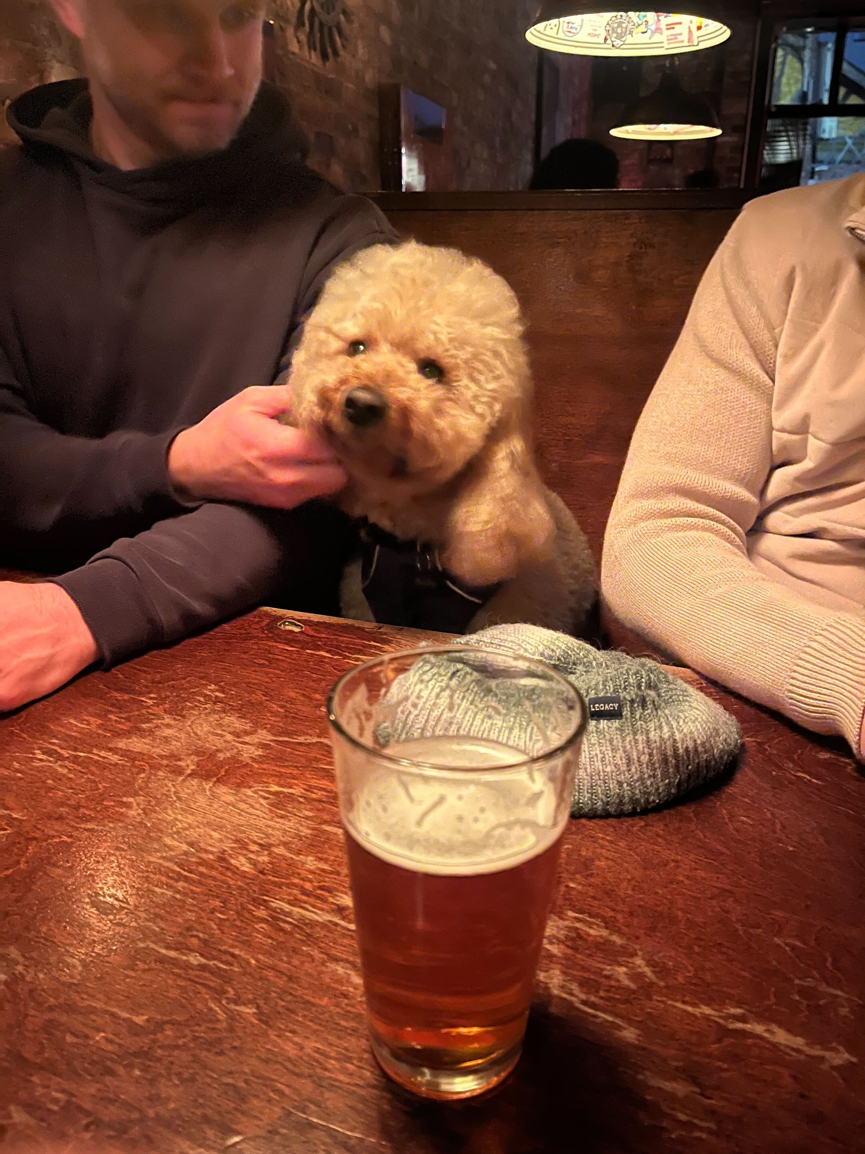 IPAs with Moshy
